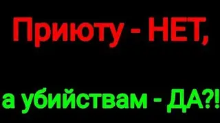 КАК РЕШАЮТ ПРОБЛЕМУ БЕЗДОМНЫХ СОБАК В КИСЕЛЁВСКЕ. 2024
