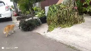 Cireng dapat gebetan baru .#catvideos #cutecat #kucinglucu