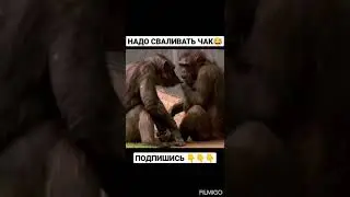 Надо сваливать Чак #shorts