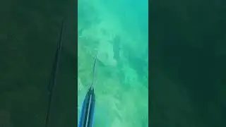 Close up to Whitetip Reef Shark  