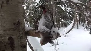 Выход в лес за новогодними соболями, январь 2024 г.