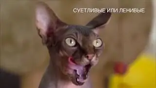 Brit Care для кошек