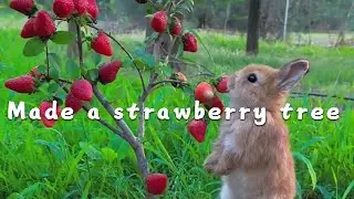 Made a strawberry tree for the little rabbit