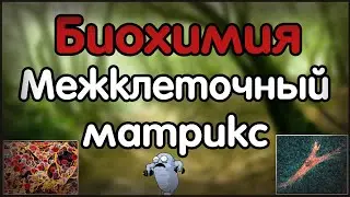 Биохимия. Лекция 29. Биохимия межклеточного матрикса