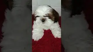 Девочка ши-тцу 🥰2 мес 