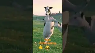 Ракосахои 2023 🐮 гов ай замин гирифт🤣🤣🤣🤣🤣