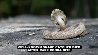 Well-known snake catcher died after Cape Cobra bite | NEWS IN A MINUTE
