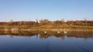 Lebedele din Gradinari