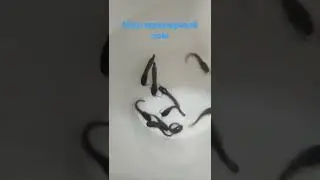 МРАМОРНЫЙ СОМ