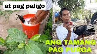 ano ang tamang procedure sapag purga at pagpaligo free range chicken