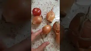ЛУКОВОЕ СЧАСТЬЕ 