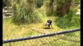 condor vol 1