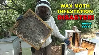 Wax Moth Disaster S8E31 #beekeeping