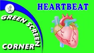 HEARTBEAT Green Blue Screen Corner Chroma Animation National Anthem Biology Anatomy Heart Attack