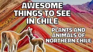 Animals and Plants of Northern Chile - Naturaleza Abierta