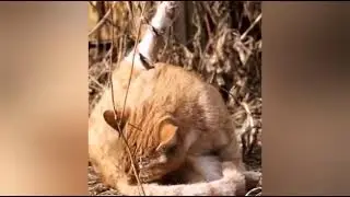 У домашнего кота так же как у зайца