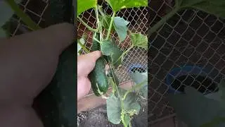 Родительский дом, наш огород. Где-то на юге Чувашии, в чувашской деревушке 