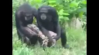 походка обезьян