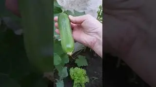 Сорвала Наши первые огурцы я балдю @tatyanaobukhova 