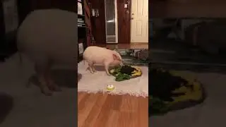 My friend's #piglet Link #chomping on lettuce #asmr #pig #piggy
