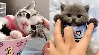 😍 Cute is Not Enough - Cute Kittens In The World