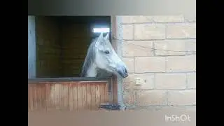 تزاوج الحصان الابيض مع حمارة سوداء واصبح حصان وحيدا في إسطبل🐎🐴🐴😍 