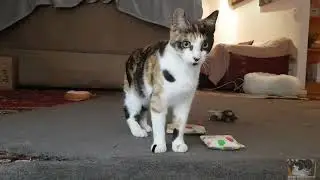 Crazy cat shenanigans featuring Penny, Sam and Bella
