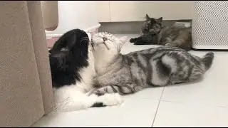 Cats Love and Hate Relationship