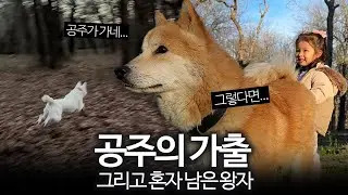 공주가 가출해버렸어요. 그러자 체리 곁에서 달라진 진돗개 왕자의 행동.
