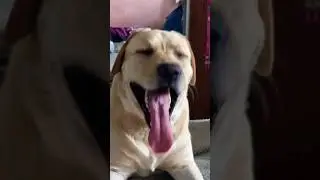😛 Собака улыбака