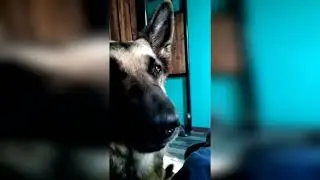 А ты кефир, местный, пробовал?