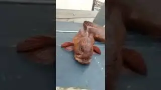 Водяной бобик