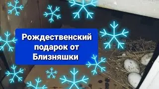 Неожиданная находка в Рождество) Теперь мы знаем её секрет😂
