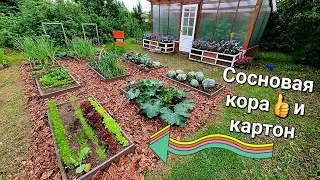 Стройка не идёт,за то огород прёт)))дорожки между грядок из картона и коры...