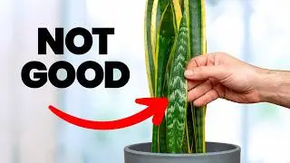 15 Signs Your Plant is Dying