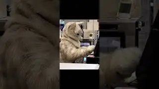 Котя кассир #shorts