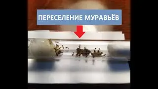 Переселение муравьев Acanthomyrmex glabfemoralis