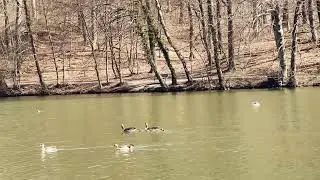 gänsefamilie ll goose family