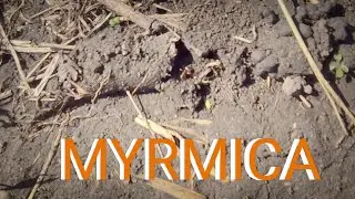 Small red 🐜 #ants #Myrmica in the 🌞 spring day - beautiful #insects life 4k nature video