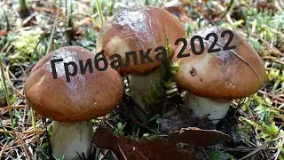 Грибалка 2022