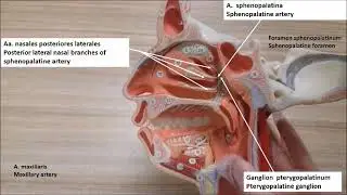 Burun boşluğunun (cavitas nasi) ve damağın damar ve sinirleri anatomisi