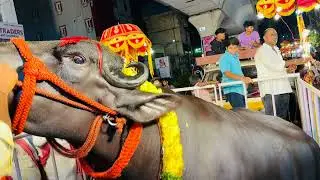 ⁠Edla Haribabu Yadav Haryana Bull for Sadar 2024 #haribabu #haribabuyadav #sadar2024 #sadar #viral