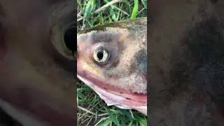 Что за рыба? #shorts