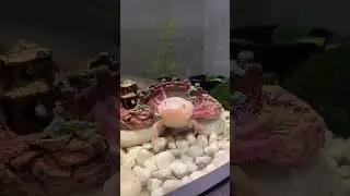 Как определить пол аксолотля 💖 