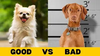 Best vs Worst Behaved Dogs