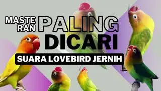 LOVE BIRD NGEKEK PANJANG TANPA IKLAN