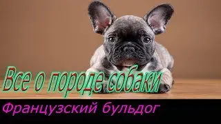 Французский бульдог описание породы! Все о породе собаки!