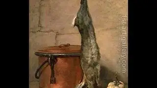 Rabbit Soup !
