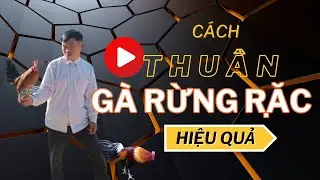 Cách thuần gà rừng rặc nhanh dạn và hiệu quả || Gà Rừng Tây Băc