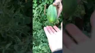 #shorts Щось маємо у рота вкинути/ врожай 2024